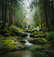 Obraz premium stream in the forest