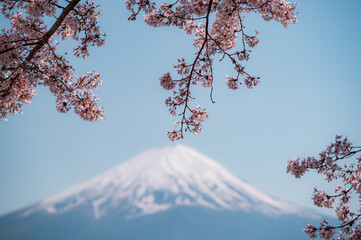 Mt. Fuji and cherry blossoms. Japanese spring landscape looking over the lake Kawaguchi at Yamanashi pref in Japan.