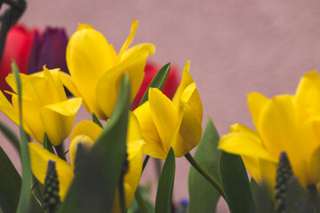 Naklejka premium Tulips on a blurred background on a sunny day in April .