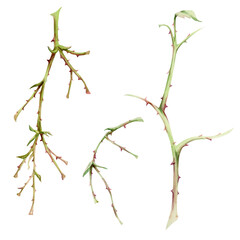 Tree, berry or bush branch twig. Spiked thorny plant hand drawn in watercolor, no leaves early spring, late autumn or winter, smooth bark buds stalks. Botanical isolated illustration. Wedding, florist