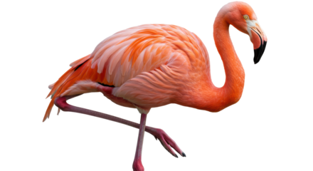 Isolated Flamingo Standing on One Leg with Detailed Plumage