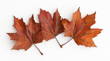 Obraz premium Three vibrant autumn maple leaves against a white background.