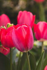 Obraz premium Tulips on a blurred background on a sunny day in April .