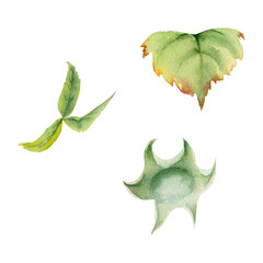 Raspberry fruit receptacle in water dew drops, seed pod torus cluster petals leaves on stem, hand drawn in watercolor, garden dewberry mulberry cloudberry. Botanical isolated element illustration set