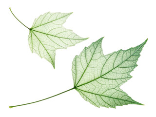 Fototapeta premium Two green maple leaves with intricate vein patterns, showcasing nature beauty and detail