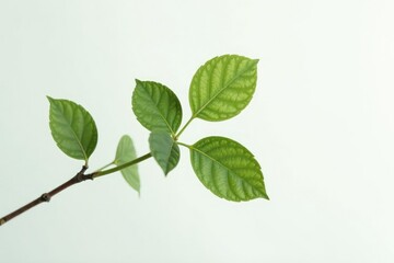 Fototapeta premium A single branch with leaves isolated on white background, nature photography, minimalist, simple