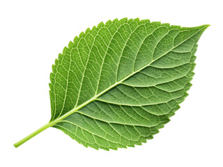 Obraz premium vibrant green leaf showcasing intricate veins and smooth texture, symbolizing nature beauty and freshness