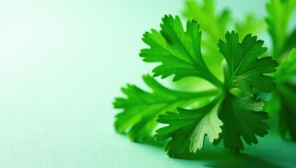 Close-up view of parsley leaf detail, intricate venation visible, leaf, nature, leaves