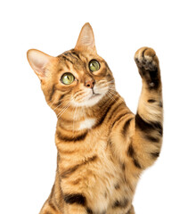 Cute Bengal cat on a transparent background