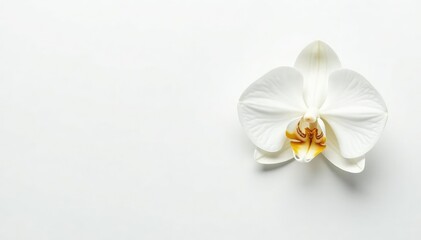 Fototapeta premium Delicate white orchid blossom on pure white background, gentle, floral, stockphoto