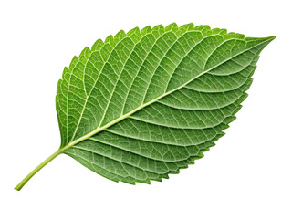Obraz premium vibrant green leaf with intricate veins and smooth texture, symbolizing nature and freshness