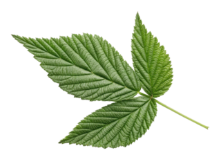 vibrant green leaf with detailed texture and multiple lobes, showcasing nature beauty and intricacy