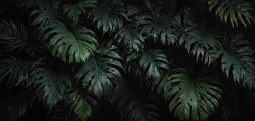 Fototapeta premium Dark, lush tropical leaves on black background, background, texture, illustration