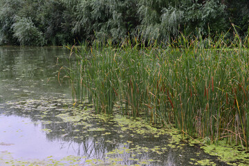 Obraz premium Scenic view of a lake with reeds and lush green vegetation