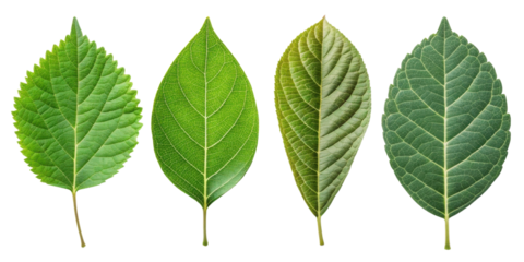 collection of four distinct leaves showcasing various shapes and shades of green, highlighting beauty of nature diversity