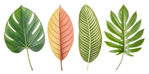 collection of vibrant tropical leaves showcasing various shapes and colors, perfect for nature themed designs
