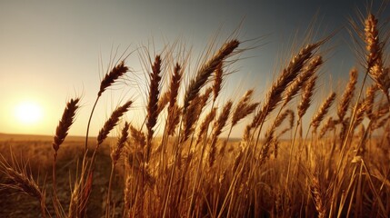 Fototapeta premium Sunrise over a picturesque golden wheat f-1 - scenery freshness sunlight