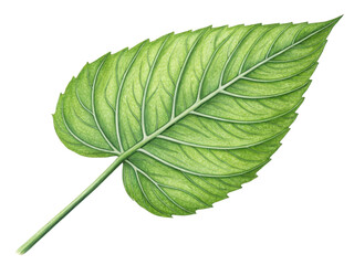 Obraz premium vibrant green leaf with intricate veins and smooth texture, symbolizing nature beauty and freshness