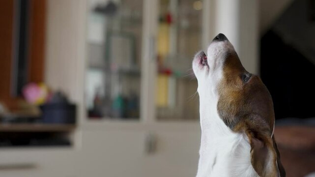 Jack Russell Terrier Sitting and Howling