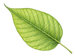 Obraz premium vibrant green leaf with intricate veins and smooth texture, symbolizing nature and freshness