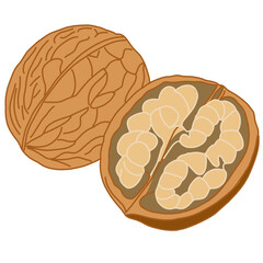 A detailed illustration showcases a whole walnut and a cracked-open walnut 