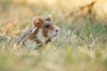 European hamster (Cricetus cricetus) in its natural environment. Close-up of a wild rodent in grass, captured in an urban setting with soft natural light.