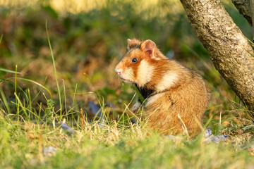European hamster (Cricetus cricetus) in its natural environment. Close-up of a wild rodent in grass, captured in an urban setting with soft natural light.
