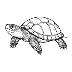 Wood Turtle hand drawn coloring page and outline vector design white Background.
