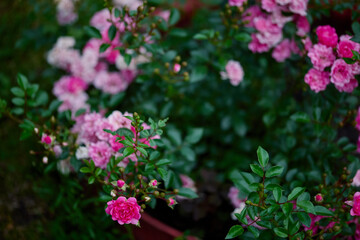 Vibrant pink flowers bloom in a lush garden setting during early spring, showcasing nature's beauty and color