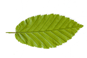 A close-up of the upper side of a white hornbeam leaf, showcasing its vibrant green hue, intricate veins, and finely serrated edges, perfect example of natural elegance, transparent background