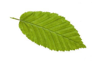 A close-up of the underside of a white hornbeam leaf, revealing a softer green shade, delicate veins, and the subtle textures of its finely serrated edges, a quiet marvel of botanical detail