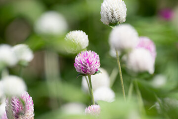 ピンクと白の小さい花　センニチコウ