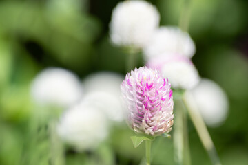 ピンクと白の小さい花　センニチコウ