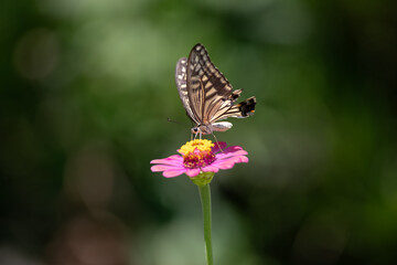 花の蜜を吸うアゲハチョウ