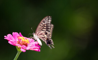 花の蜜を吸うアゲハチョウ