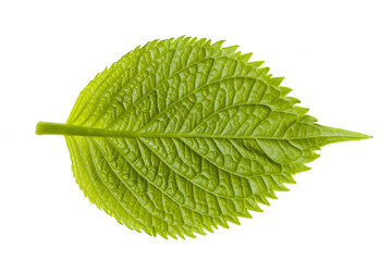 Fototapeta premium A close-up of the underside of a hydrangea leaf, highlighting its rich green color, intricate vein patterns, and subtly serrated edges, a beautiful blend of nature's artistry