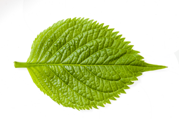 A close-up of the upper side of a hydrangea leaf, highlighting its rich green color, intricate vein patterns, and subtly serrated edges, a beautiful blend of nature's artistry