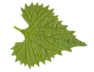 A close-up of the underside of a garlic mustard leaf, highlighting its pronounced vein relief, subtle textures, and muted green tone, showcasing the intricate details of wild plant anatomy