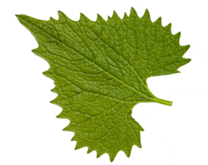 An up-close view of the upper surface of a garlic mustard leaf, emphasizing its vivid green tone, delicate network of veins, and softly serrated edges, a graceful example of wild foliage