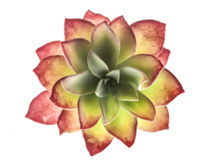 A close-up of the starry-flowered Crassula, highlighting the gentle color transition of its leaves. Starting with a delicate green at the center, the hue gradually shifts to soft pink tones