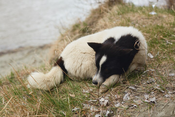 Obraz premium Sleepy dog resting on the grassy bank beside a serene water body during a calm afternoon