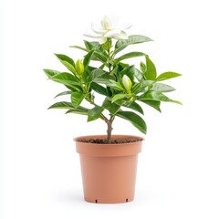 Gardenia Plant in Brown Pot Flower