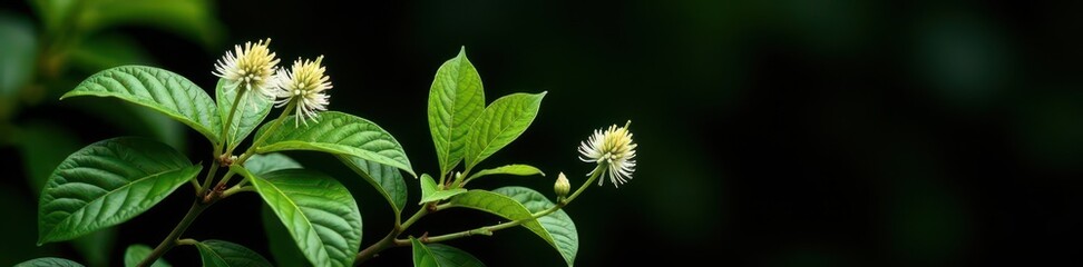 Obraz premium Fragrant linden flowers, lush foliage, isolated on black, high quality, summer