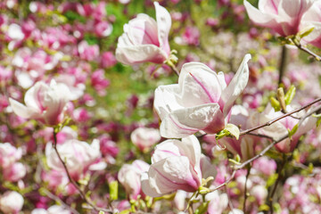 Blooming tree branch with pink Magnolia soulangeana, Alba Superba flowers in park or garden on green background with copy space. Nature, floral, gardening, plant breeding.