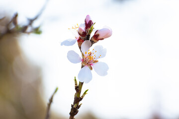 Almond tree branch full of white blossoms against the blue sky is spring season