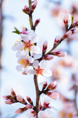 Almond tree branches full of white blossoms against the blue sky is spring season