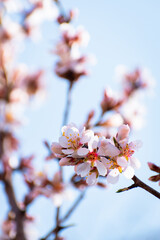 Almond tree branches full of white blossoms against the blue sky is spring season