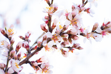 Almond tree branches full of white blossoms against the blue sky is spring season