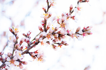 Almond tree branches full of white blossoms against the blue sky is spring season