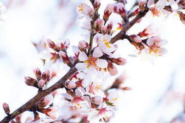 Almond tree branches full of white blossoms against the blue sky is spring season